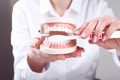 The image shows a person holding a model set of teeth with their hands, demonstrating dental hygiene practices using a toothbrush on the model teeth.